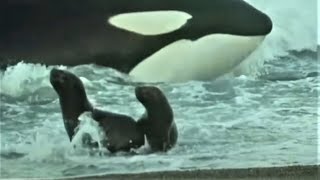 Deadly Killer Whale Moments  Top 5  BBC Earth [upl. by Uriel]