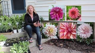 Planting dinnerplate dahlias  About me  The Impatient Gardener [upl. by Weisberg648]