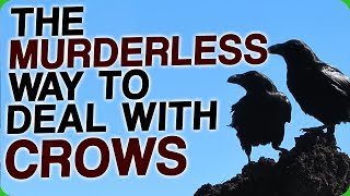 The Murderless Way To Deal With Crows How Birds Will Take Over the World [upl. by Atnek]