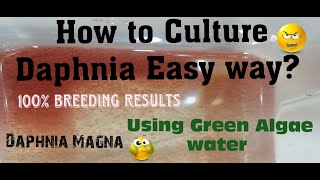 Daphnia MagnaHow to Culture Daphnia Easy wayCulturing Daphnia using Green water Daphnia [upl. by Yrellav]