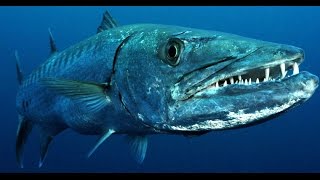 Facts The Great Barracuda [upl. by Gaut497]