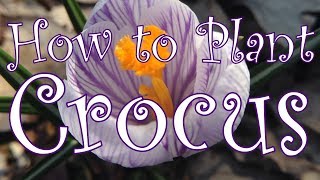 How to PlantTransplant Crocus 🌷 [upl. by Firmin935]