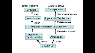 The Antibiotic Ladder Revisited Antiinfective Therapy Part 2 [upl. by Aicire]