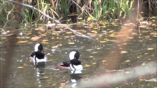 Hooded Merganser Courtship Behavior [upl. by Girhiny]