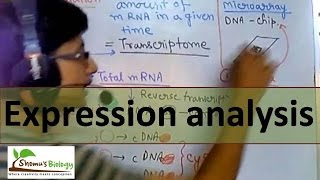 Gene expression analysis [upl. by Ibur826]