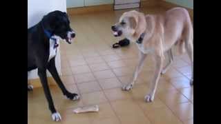 Dog VS other Dog My two dogs fighting over a bone [upl. by Nork]