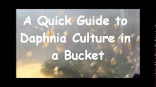 How to culture daphnia outside [upl. by Aimo884]