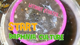 How to culture daphnia moina the easy way 1  Starting the Daphnia culture [upl. by Ettevroc]