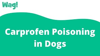 Carprofen Poisoning in Dogs  Wag [upl. by Zaraf273]