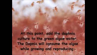 Daphnia  How to grow daphnia in your home [upl. by Ardaed]