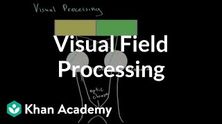 Visual field processing  Processing the Environment  MCAT  Khan Academy [upl. by Cummings]