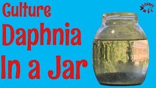 How to Culture Daphnia in a Jar [upl. by Lalaj]