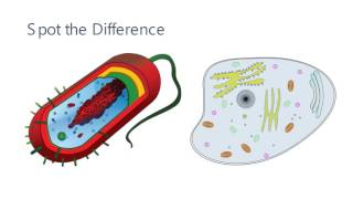 Eukaryotes and Prokaryotes [upl. by Papp]