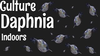 How to Culture Daphnia [upl. by Kciredorb480]