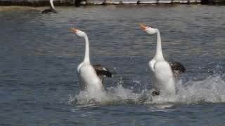 Clarks Grebe  Rush courtship dance clarksgrebe [upl. by Anagnos966]