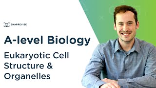 Eukaryotic Cell Structure amp Organelles  Alevel Biology  OCR AQA Edexcel [upl. by Sagerman294]