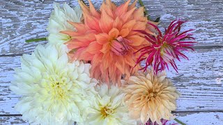 Grow Dahlias in Pots [upl. by Hyo]