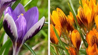 How to Plant LargeFlowering Crocus Spring Garden Guide [upl. by Lerner738]