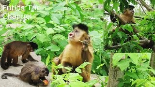 Family of Black Capuchin Monkeys [upl. by Ymmak344]