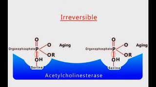 Organophosphate Poisoning animation [upl. by Aldwin354]