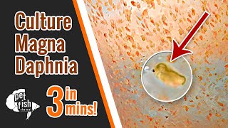 How to culture DAPHNIA MAGNA  The easy way [upl. by Rica]