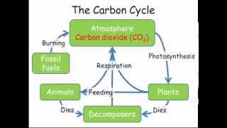 Carbon amp Nitrogen Cycles GCSE Combined Science Biology [upl. by Eylrac452]