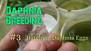 Daphnia Culture made simple and easy 3  Hatching Daphnia eggs [upl. by Iggep]