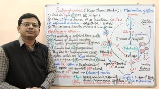 Diabetes Mellitus Part10 Mechanism of Action of Sulfonylurease  Antidiabetic Drugs  Diabetes [upl. by Einram]