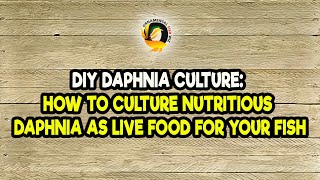 DIY Daphnia Culture How to Culture Nutritious Daphnia as Live Food for Your Fish [upl. by Aierb]