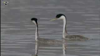 Western Grebe pair courting [upl. by Ziguard]