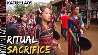 The People of Laos Who Still Practice RITUAL SACRIFICE  Now in Lao [upl. by Hyacinthie213]