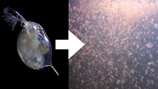 How I Culture Daphnia [upl. by Cummins]