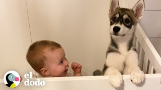 Cachorro husky crece junto a una niña  Almas Gemelas  El Dodo [upl. by Berta]