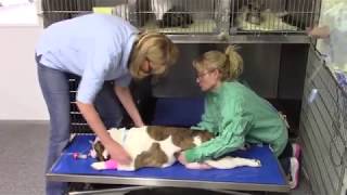 Tumbles the English Bulldog Has a Cesarean Section [upl. by Sexton19]