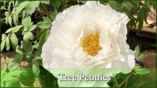 Tree Peony Varieties amp How to Grow Them Peony Rose  Ron Boekel [upl. by Eldred]