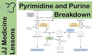 Purine and Pyrimidine Catabolism Pathway  Nucleotide Breakdown  Biochemistry Lesson [upl. by Nerhtak]