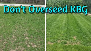 Quick Tip Dont Overseed Your Kentucky Bluegrass [upl. by Macfadyn]