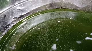 DAPHNIA MOINA CULTURE IN A SMALL BUCKET [upl. by Ymaj350]