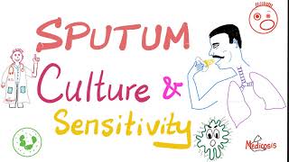 Sputum Culture and Sensitivity  Sputum Sample  Labs 🧪 [upl. by Corena104]