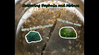 How To Culture Daphnia and Moinas using Green Water Spirulina powder [upl. by Nelon]