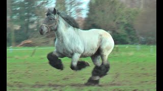 Nine coat colors of the Belgian draft horses [upl. by Annoyk]