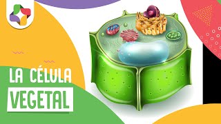 Componentes de la célula vegetal  Biología  Educatina [upl. by Frymire685]