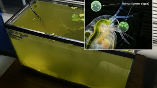 Raising Daphnia for the Freshwater Aquarium [upl. by Lertnahs]