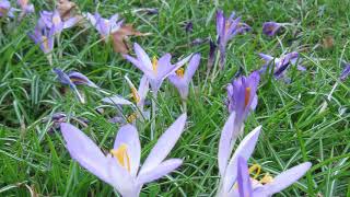 Crocus Lawn [upl. by Filbert574]