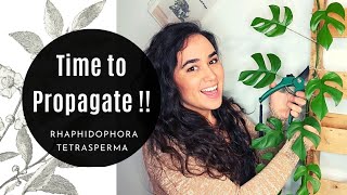 How to Propagate a Rhaphidophora Tetrasperma Mini Monstera Plant in Water Perlite and Soil [upl. by Halik408]