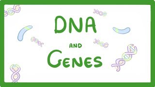 GCSE Biology  DNA Part 1  Genes and the Genome 63 [upl. by Shutz]