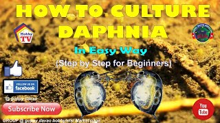 HOW TO CULTURE DAPHNIA In Easy Way [upl. by Zilevi805]