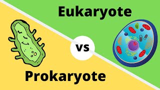 PROKARYOTES VS EUKARYOTES How cells are different [upl. by Nepets510]